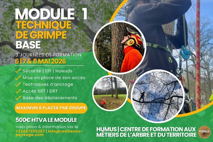 Formation arboriste, grimpe