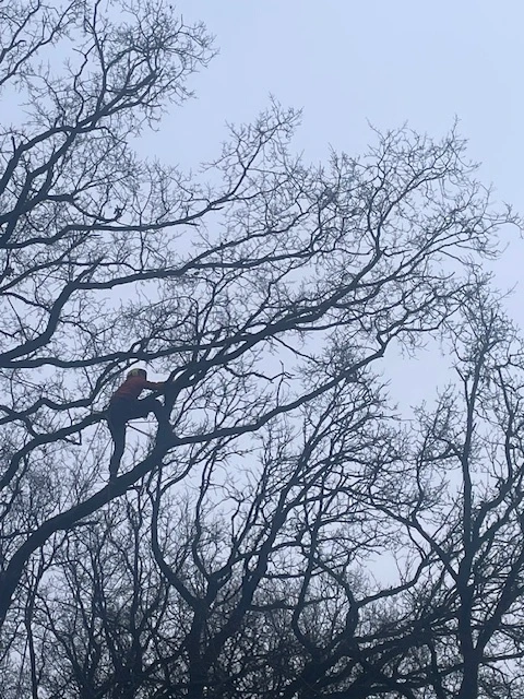 ETW, EAC, formation arboriste, formation ETW